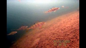 РЕАКЦИЯ РЫБЫ НА ЛЕДОБУР-БУР / ПОДВОДНАЯ СЪЕМКА / БОИТСЯ ЛИ РЫБА ШУМА ОТ ЛЕДОБУРА / ЗИМНЯЯ РЫБАЛКА /