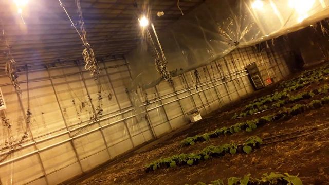 К высадке рассады готовы. Расстановка рассады. Полив лунок Актарой#землядел #subscribe #рассада