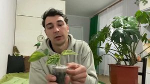 Распаковка!!! Обзор моих новых комнатных растений.￼ Аглонема, филодендрон Неон, Марбл квин.