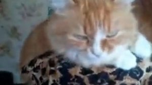 Как научить кошку разговаривать
