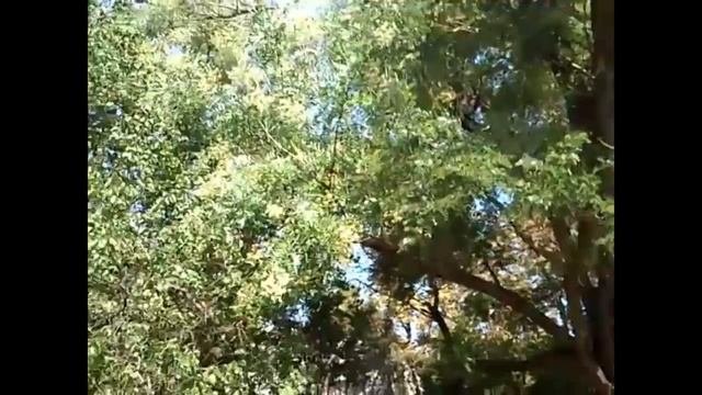 Софора в Докучаевске.Где она растёт?