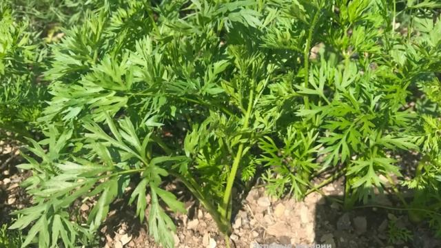 Как подготовить грядку под морковь осенью Пошаговая инструкция смотреть онлайн