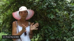 Барбарис Юлианна - декоративный кустарник