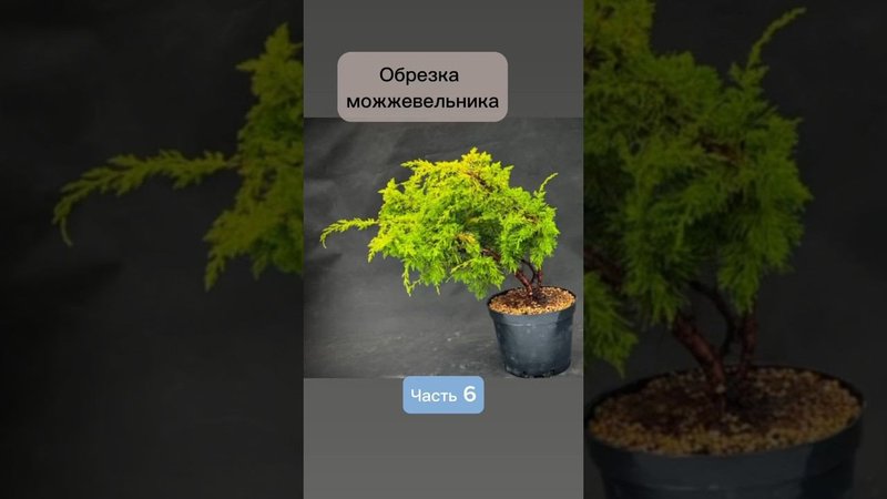 Обрезка можжевельника. Часть 6. #бонсай #bonsai #ниваки #сад #андрейдарусенков #можжевельник