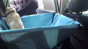 Как перевозить ЩЕНКА в машине. МОПС, воспитание, уход и дрессировка.