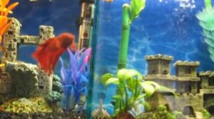 Аквариумные рыбки.Бойцовые петушки.Неоны.Данио.