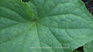 Как спасти огурцы от пероноспороза, картофель от фитофторы, а виноград от милдью.mp4