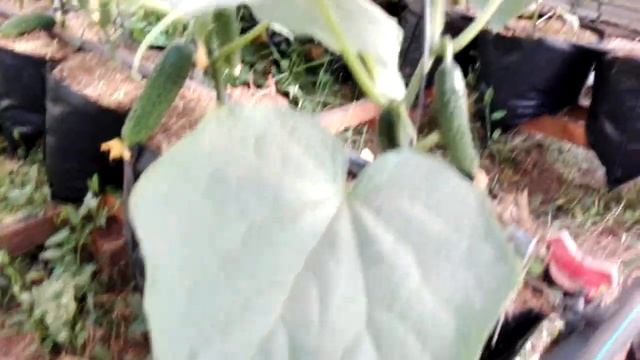 обзор теплице с огурцом на 14 мая смотреть онлайн