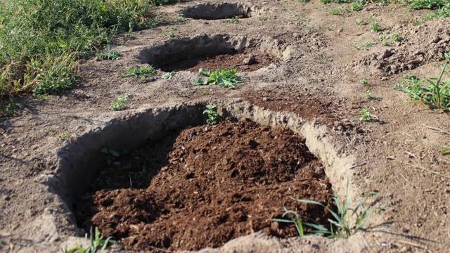 Как сажать голубику смотреть онлайн