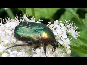 Бронзовка золотистая (Cetonia aurata) ест пыльцу на цветках таволги вязолистной