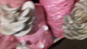 Помещение для выращивания грибов.ДОРАБОТКА