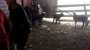 Отличие Гиссарской и Эдельбаевской пароды \Жизнь в деревне