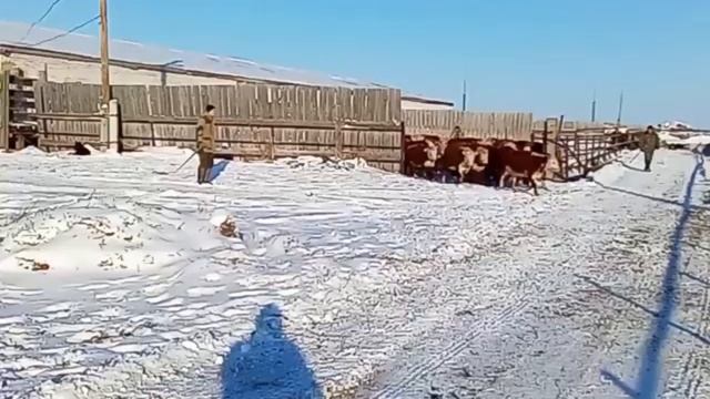 Герефордская порода.Быки и коровы.Телята на откорм.IEC.Агро.