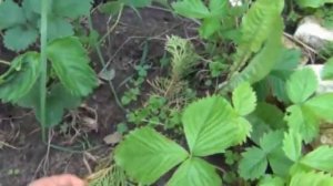 огород мульча,жимолость