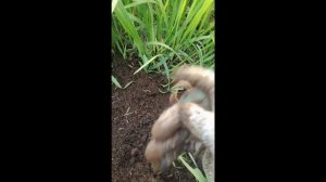 Металлоискатель Deteknix Quest Q40 с катушкой Nel Tornado. Нашел царские монеты.