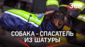 Собака - спасатель из Шатуры: это милое видео не оставит вас равнодушным