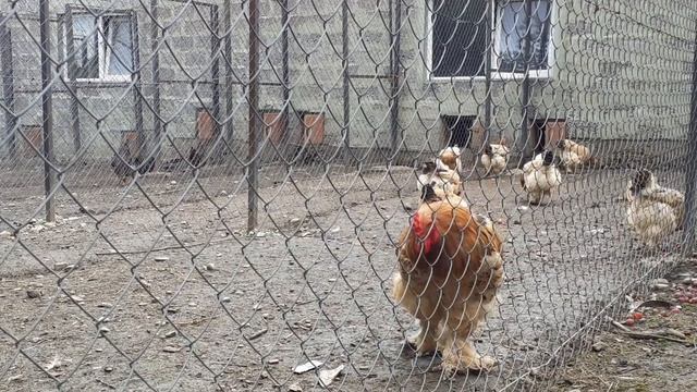 куры голубой Кохинхин особенности разведения смотреть онлайн