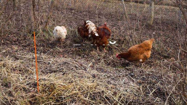 Кращий крос #1. Початок експерименту. Редбро, Мастер Грей, Голошійка, Гріз Бар, Фоксі Чік. смотреть онлайн