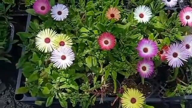 Хрустальная ромашка - прелестный цветочек! смотреть онлайн