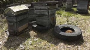 ПАСЕКА в нежилой деревне Закатово. Пасека весной.