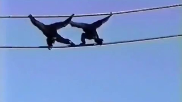 Ообезьяны-синхронистки
