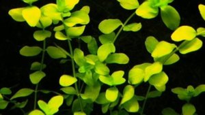 БАКОПА АВСТРАЛИЙСКАЯ. СОДЕРЖАНИЕ И РАЗВЕДЕНИЕ