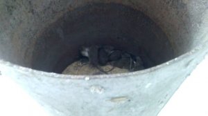 Крысы в бочке