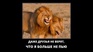 Веселые картинки. Приколы про львов. Прикольные львицы.