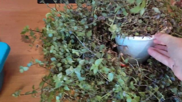 Каллизия Репенс - жесткая обрезка. смотреть онлайн