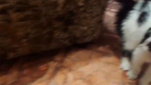 Принес домой котенка с улицы, первая встреча со старшим котом.