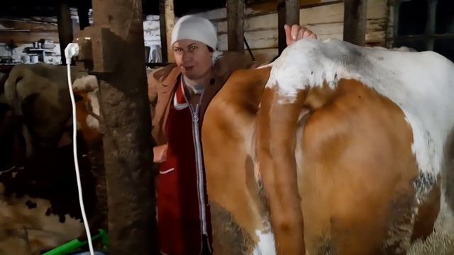 КОРОВНИК НА 20 КОРОВ! 10 ТЕЛЯТ. УХОД ЗА КОРОВАМИ БЕЗ НАЁМНОЙ СИЛЫ. смотреть онлайн