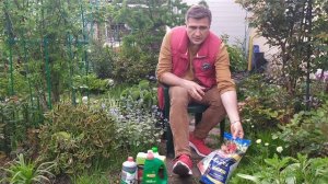 Весенне-летняя подкормка роз. Удобрения для роз.