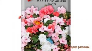 Бальзамин махровый Деметра (demetra) ? бальзамин Деметра обзор: как сажать семена бальзамина Деметр