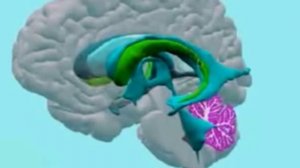 Как устроен мозг человека