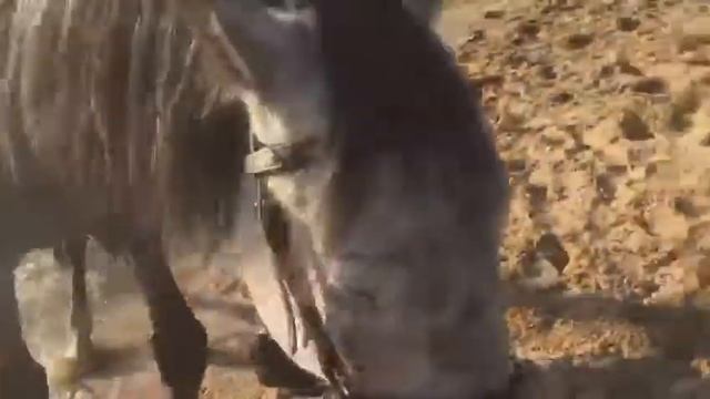 Купание серого коня . КСК Русские Просторы смотреть онлайн