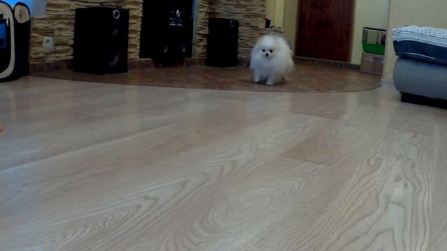 ПОМЕРАНСКИЙ ШПИЦ. ДРЕССИРОВКА. смотреть онлайн