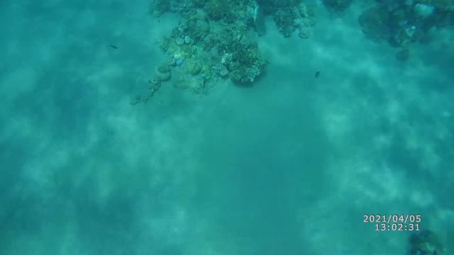 уникальное видео морская черепаха в Красном море