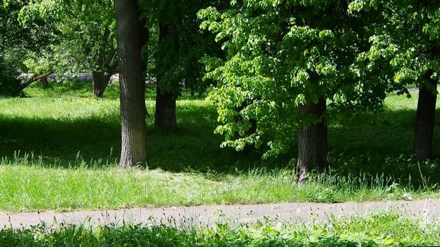 Майское цветение, Улицы Льва Толстого, Лакина, Школа №13, May flowering, Leo Tolstoy Street