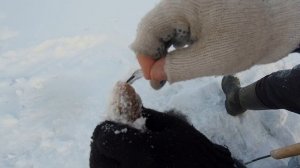 Ловля подлещика на безмотылку, КОЗА-ЧЕРТ в действии...