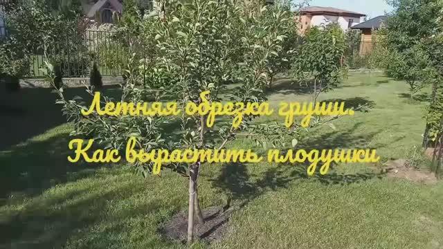 Летняя обрезка груши (часть 1)