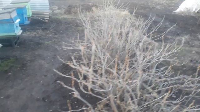 Пчеловодство, минусы пленки и фольгоизола. О погибших пасиках. смотреть онлайн