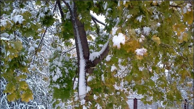 Есенинский батл "Клен ты мой опавший"