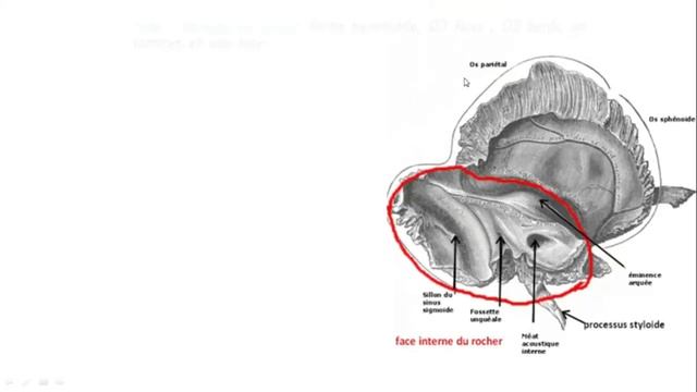 Anatomie | Apprendre tout les os de la tete dans 1 seul vidéo ostéologie du crane 2éme année médeci смотреть онлайн