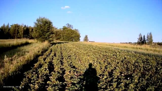 Борьба с личинкой колорадского жука смотреть онлайн