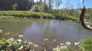 Бойкий хариус реки Илим