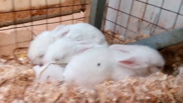 Крольчата/ Новорожденные крольчата/Маленький кролик/Малыши смотреть онлайн
