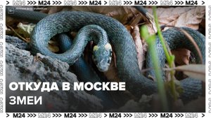 Эксперты рассказали, почему в Московском регионе появилось много змей - Москва 24
