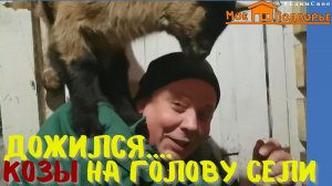 Чешские козы описание породы, особенности содержания и просто веселое видео. "Мое Подворье"
