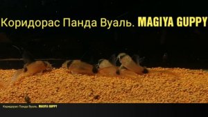 Коридорас Панда Вуаль.(Corydoras Panda Longfin)