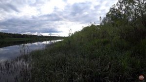 Ловля окуня на отводной поводок|Рыбалка на Западной Двине